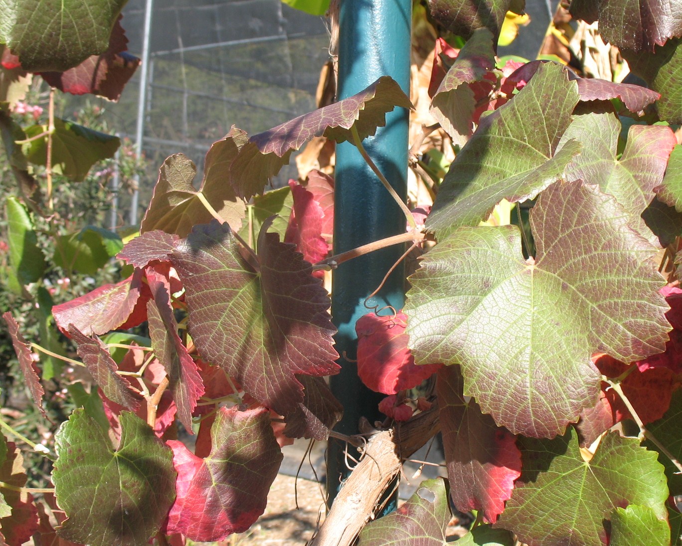 Vitis vinifera 'Robinson's Red' / Vitis vinifera 'Robinson's Red'