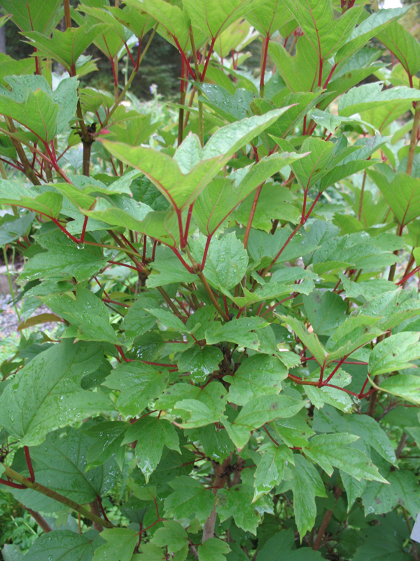 Vivurnum trilobum 'J. N. Select' / Redwing American Redwing Viburnum