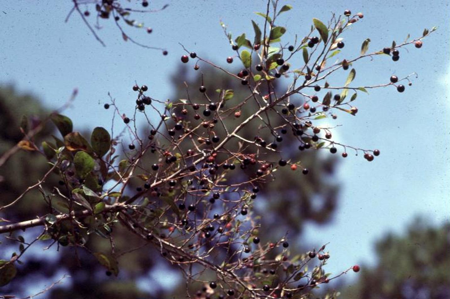 Vaccinium arboreum / Vaccinium arboreum