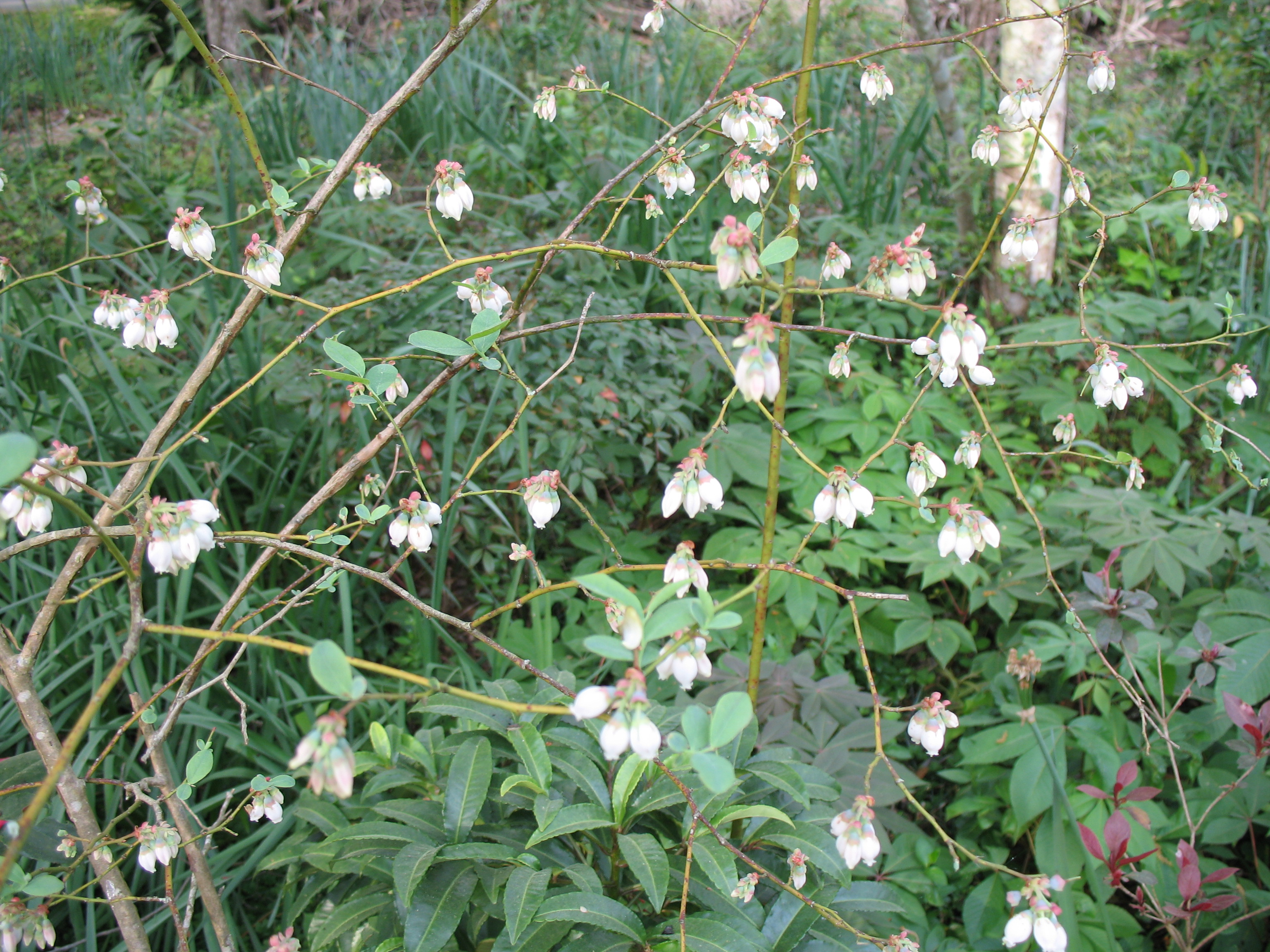 Vaccinium ashei / Vaccinium ashei