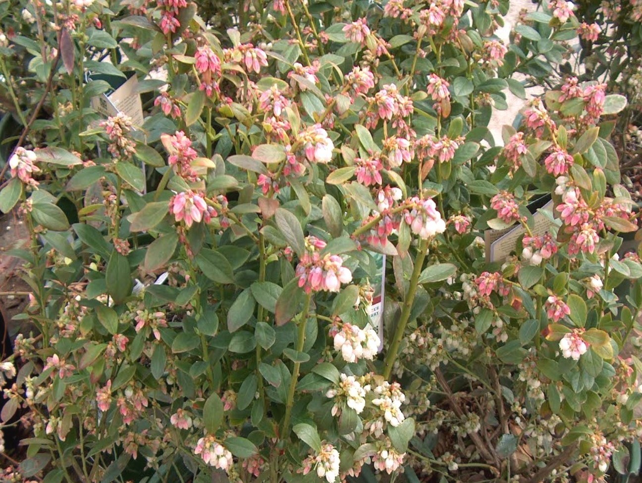 Vaccinium corymbosum  / Northern Highbush Blueberry