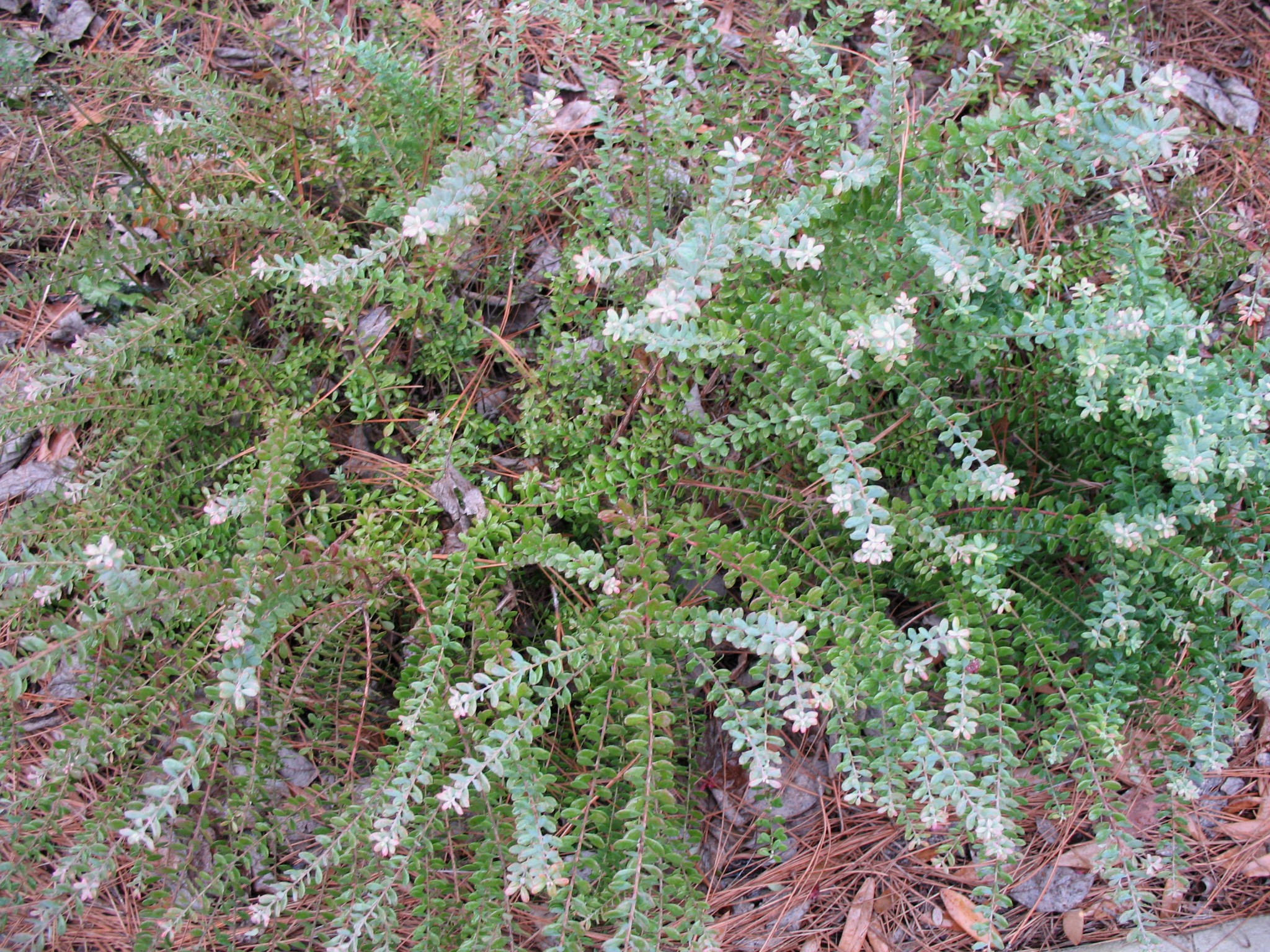 Vaccinium darrowi  / Darrow Evergreen Blueberry