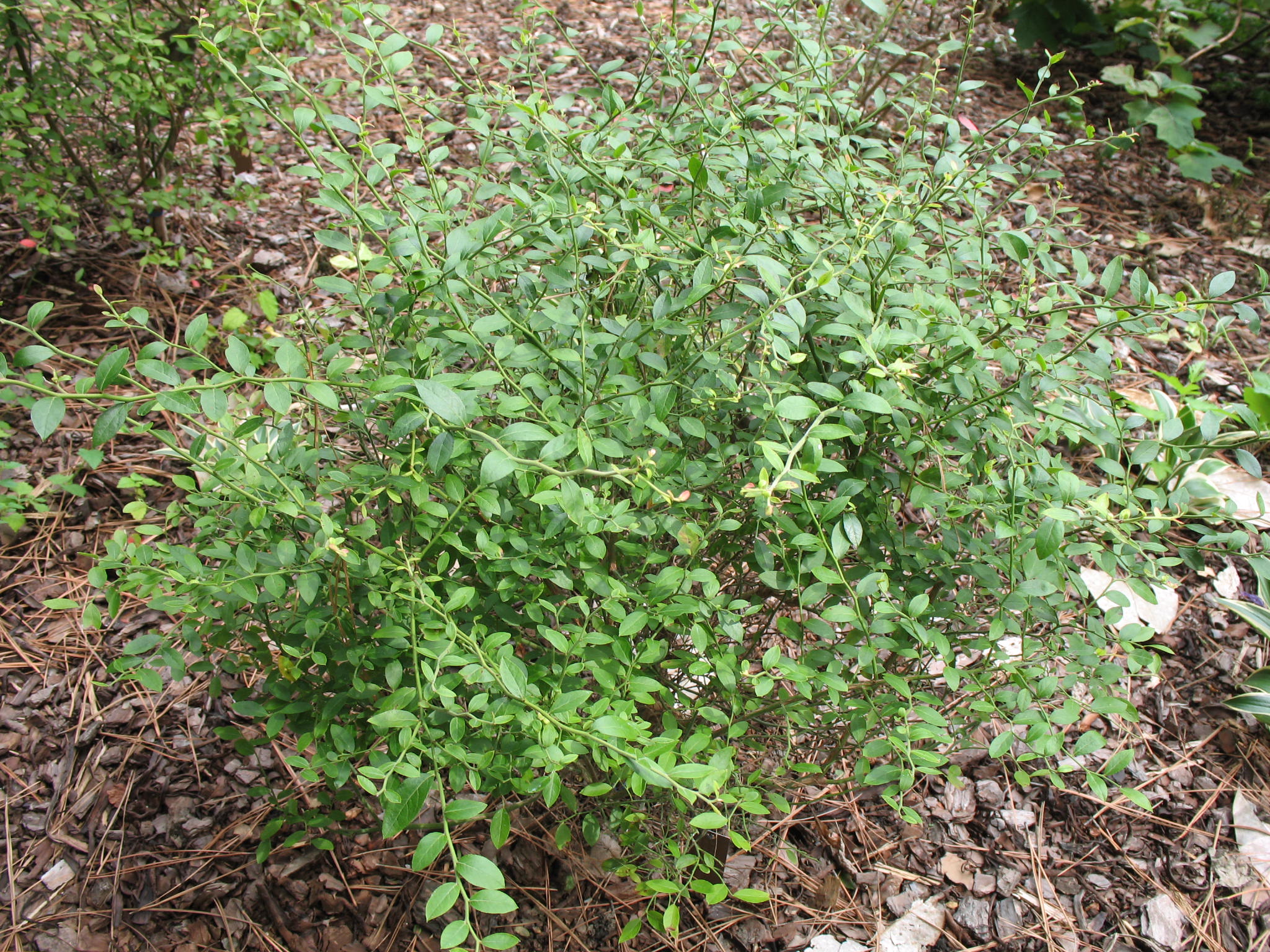 Vaccinium elliottii   / Elliott's Blueberry, Mayberry