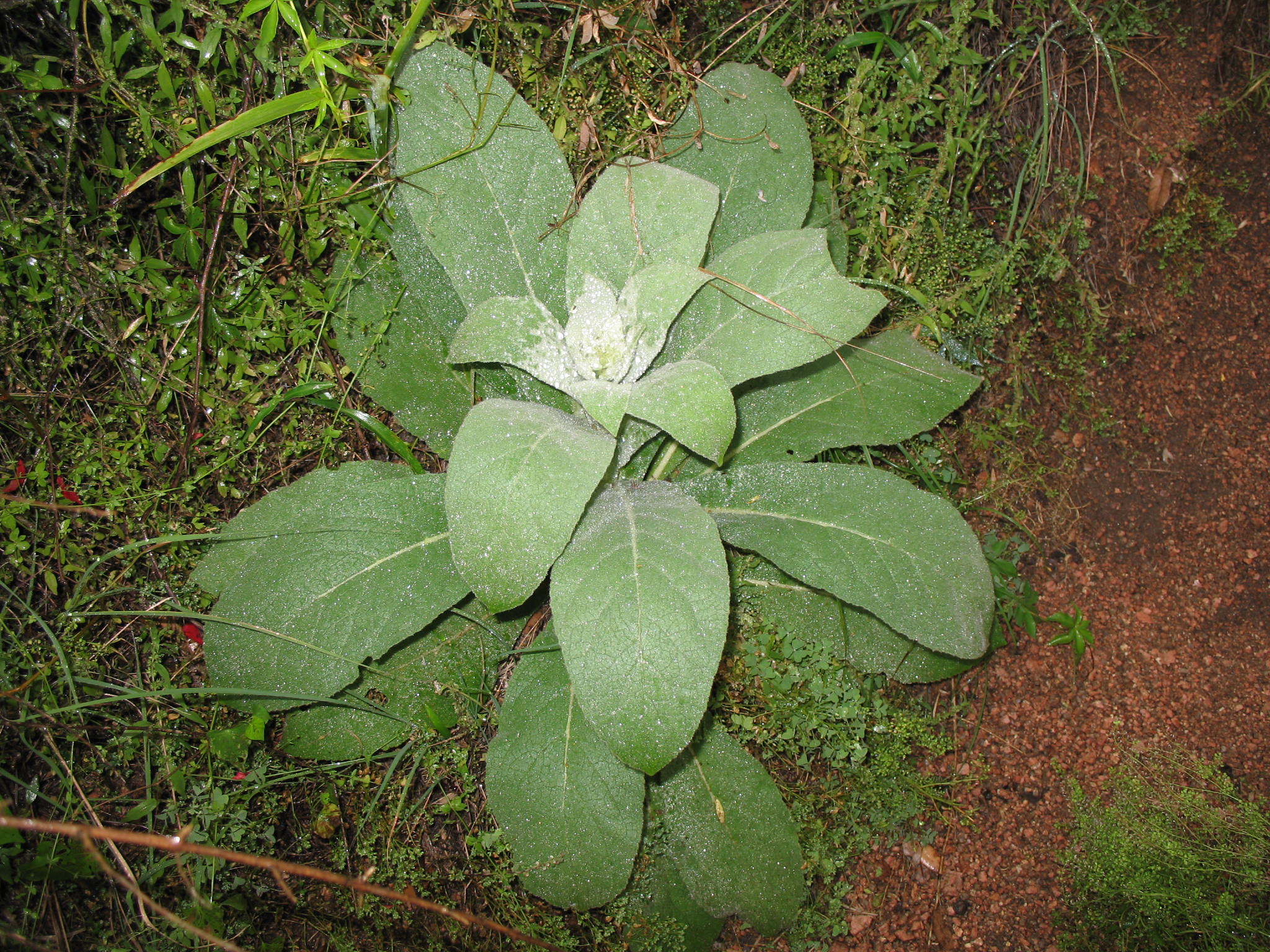 Verbascum thapsus   / Verbascum thapsus  
