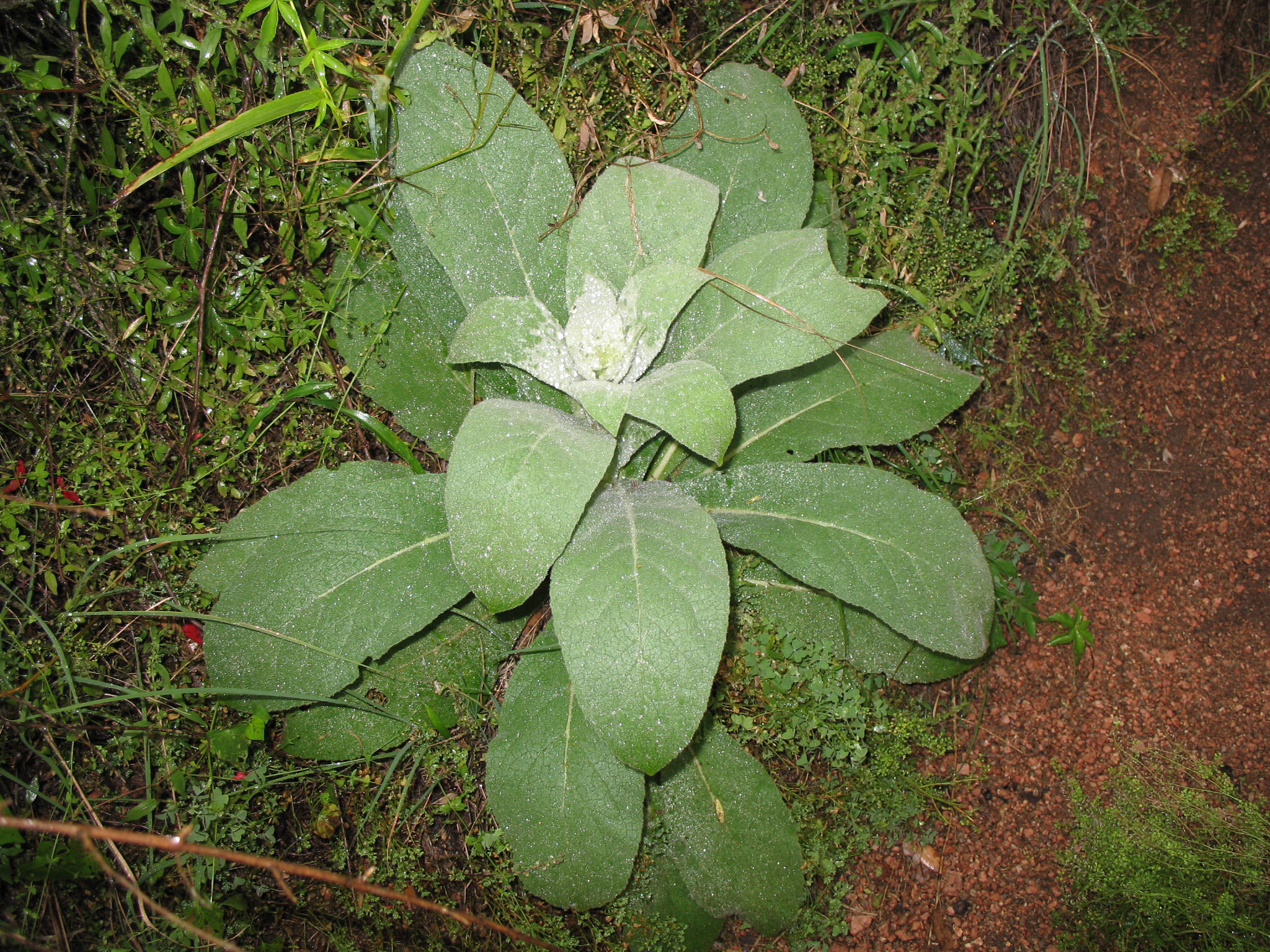 Verbascum thapsus   / Common Mullein