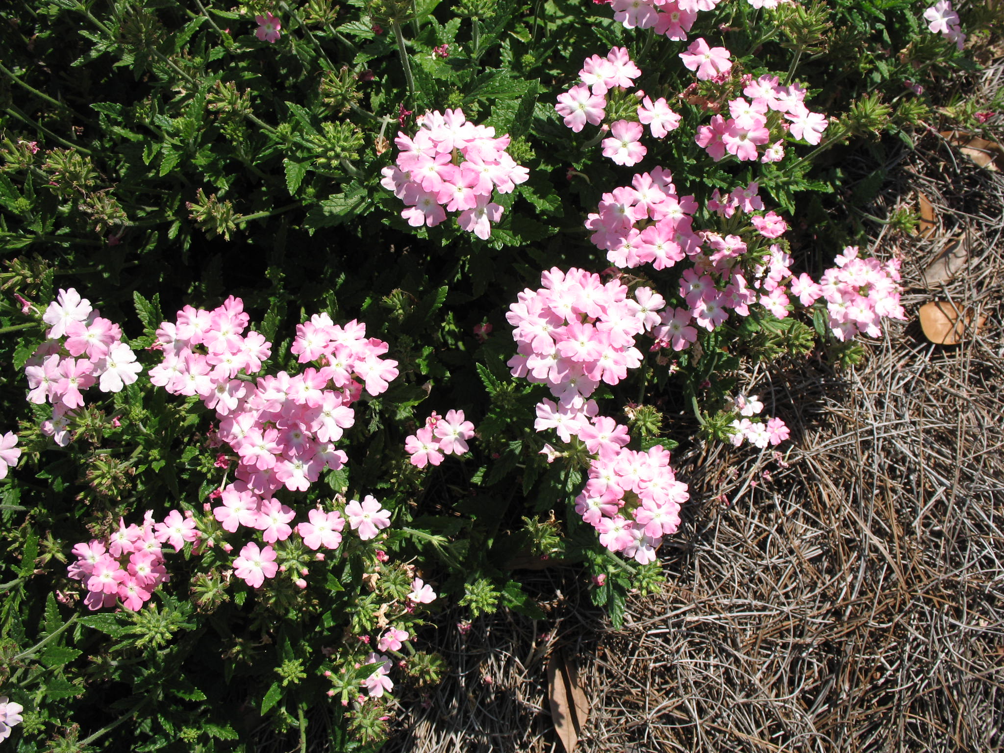 Verbena 'Aztec Light Pink'  / Aztec Verbena