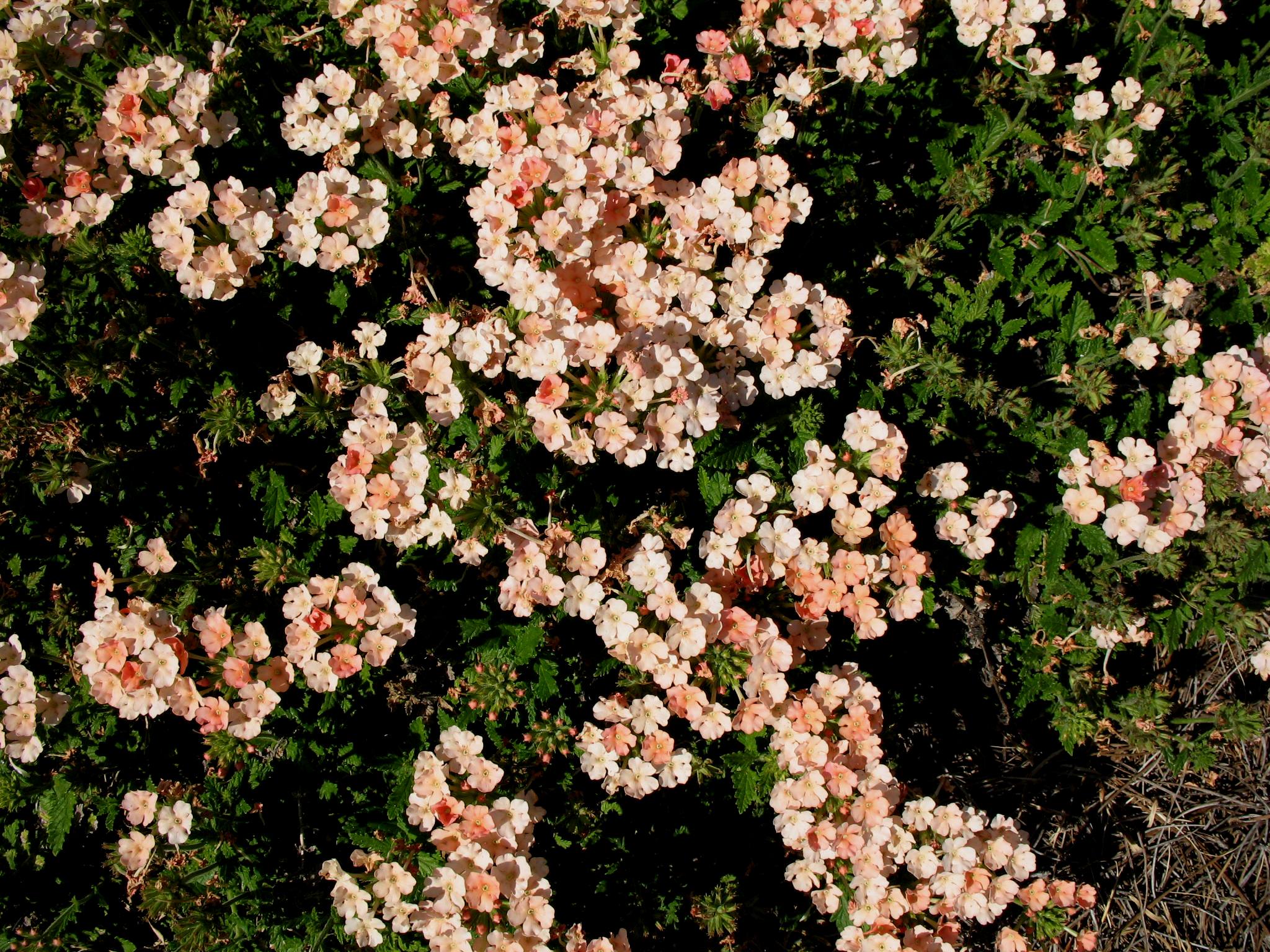 Verbena 'Lanai Peach'  / Verbena 'Lanai Peach' 