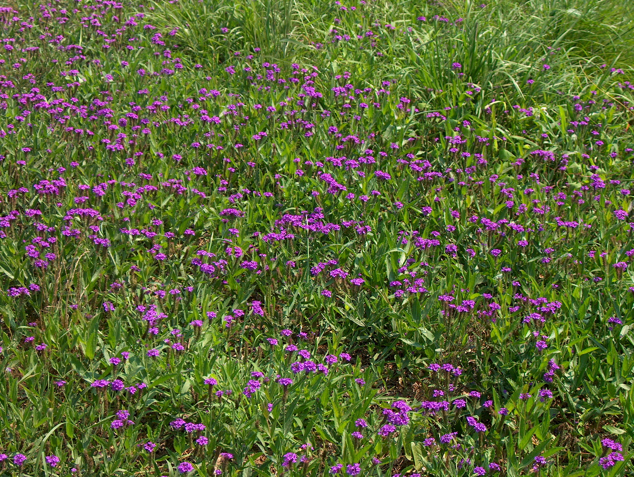 Verbena rigida / Verbena rigida