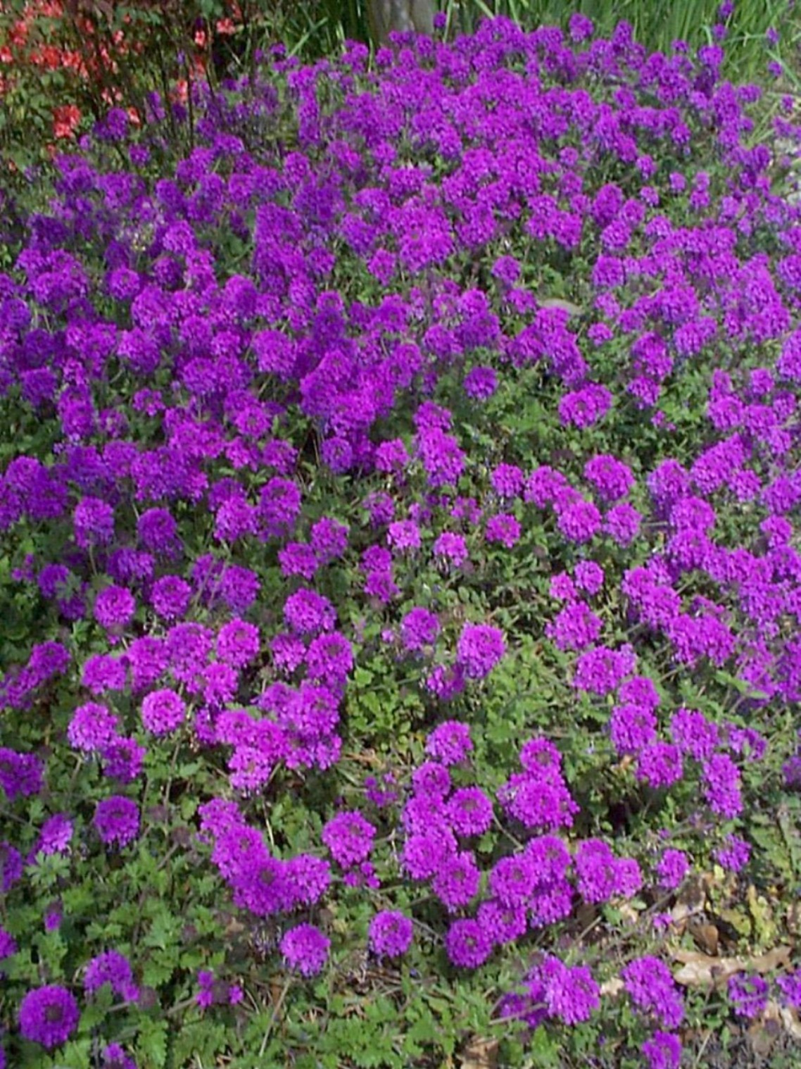 Verbena x hybrida 'Homestead Purple' / Homestead Verbena
