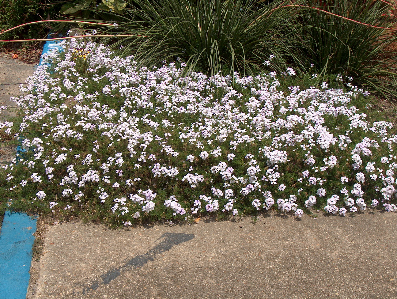 Verbena x hybrida 'Temari' / Verbena x hybrida 'Temari'