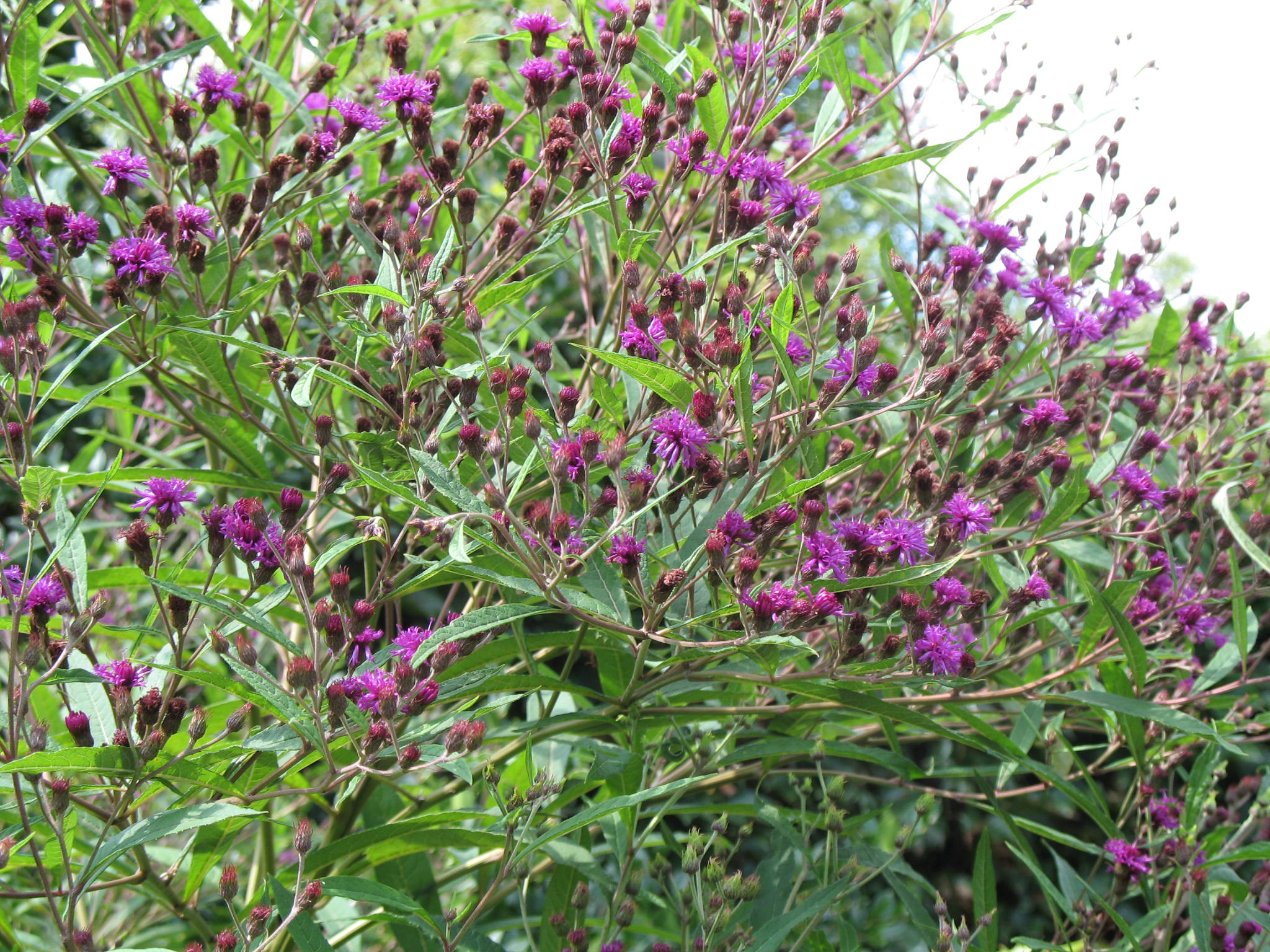 Vernonia altissima  / Ironweed