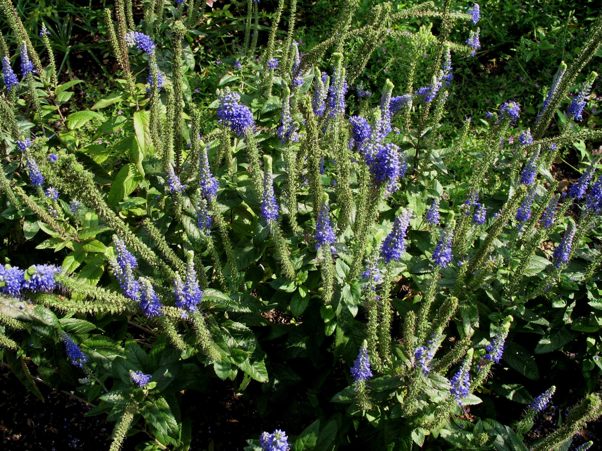 Veronica 'Sunny Border Blue'  / Speedwell