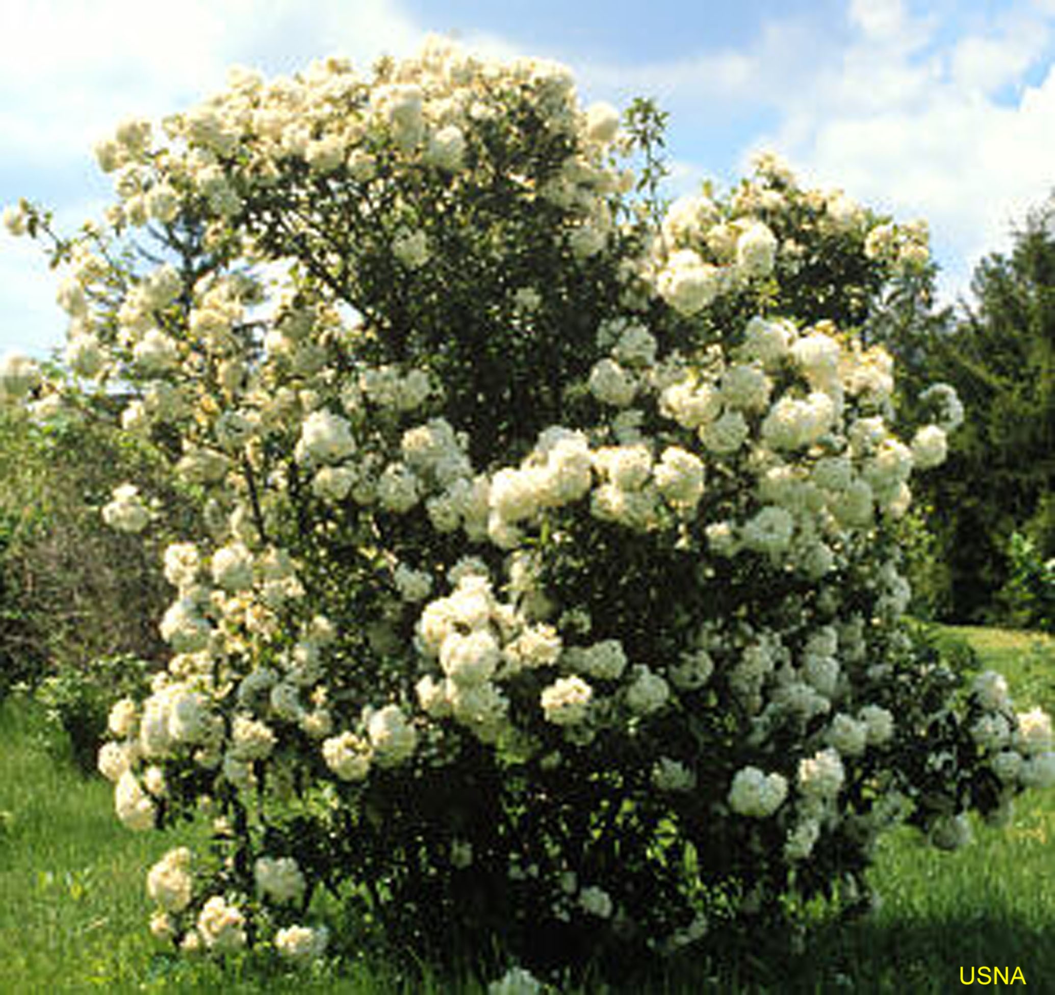 Viburnum 'Eskimo' / Viburnum Eskimo