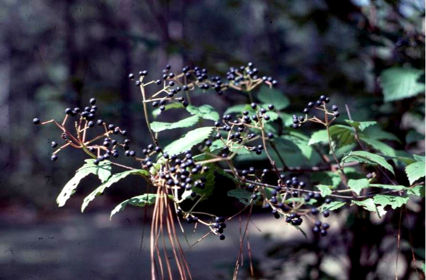 Viburnum ashei / Ashe's Arrowwood