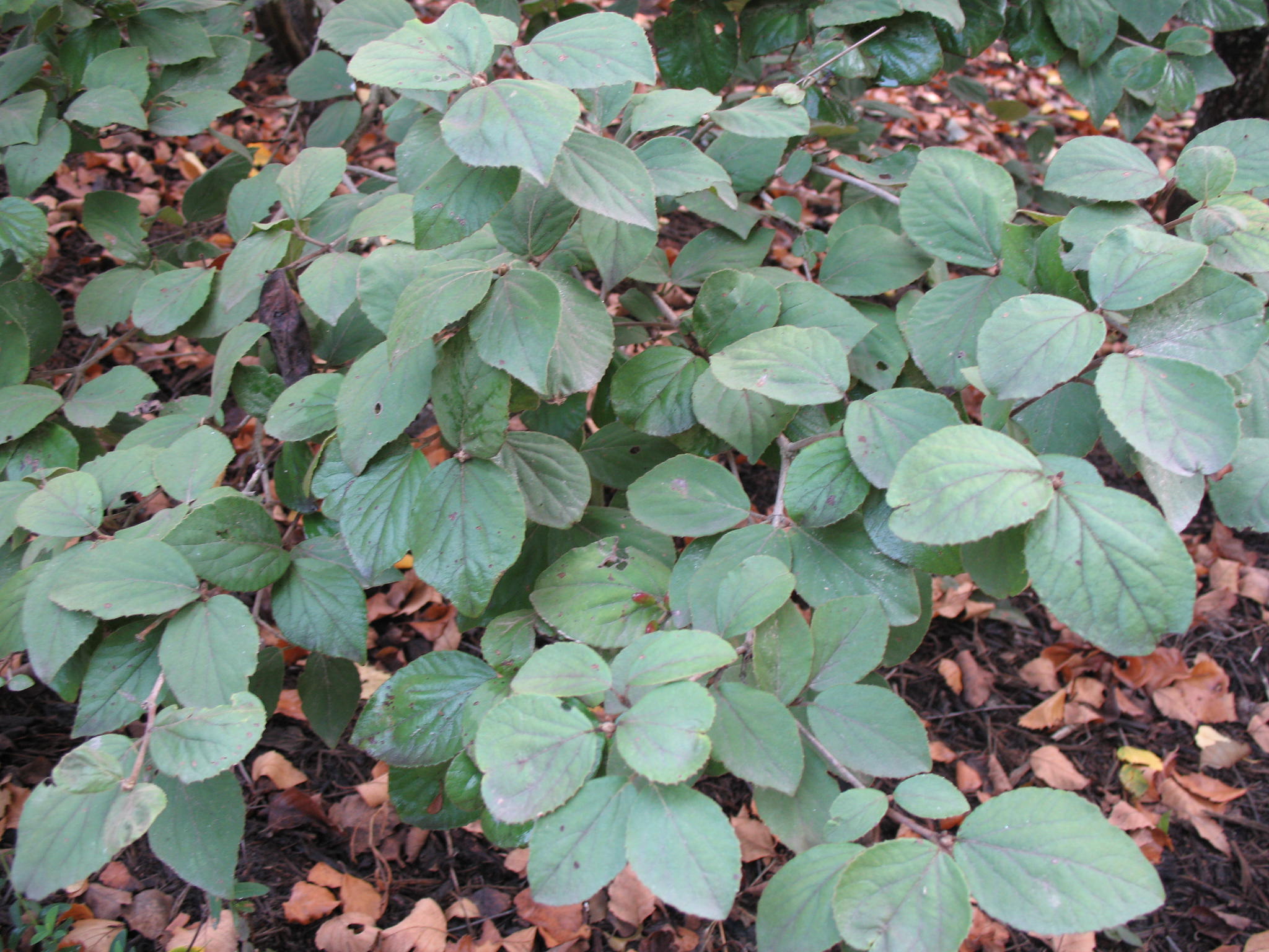 Viburnum carlesii / Korean Spice Viburnum