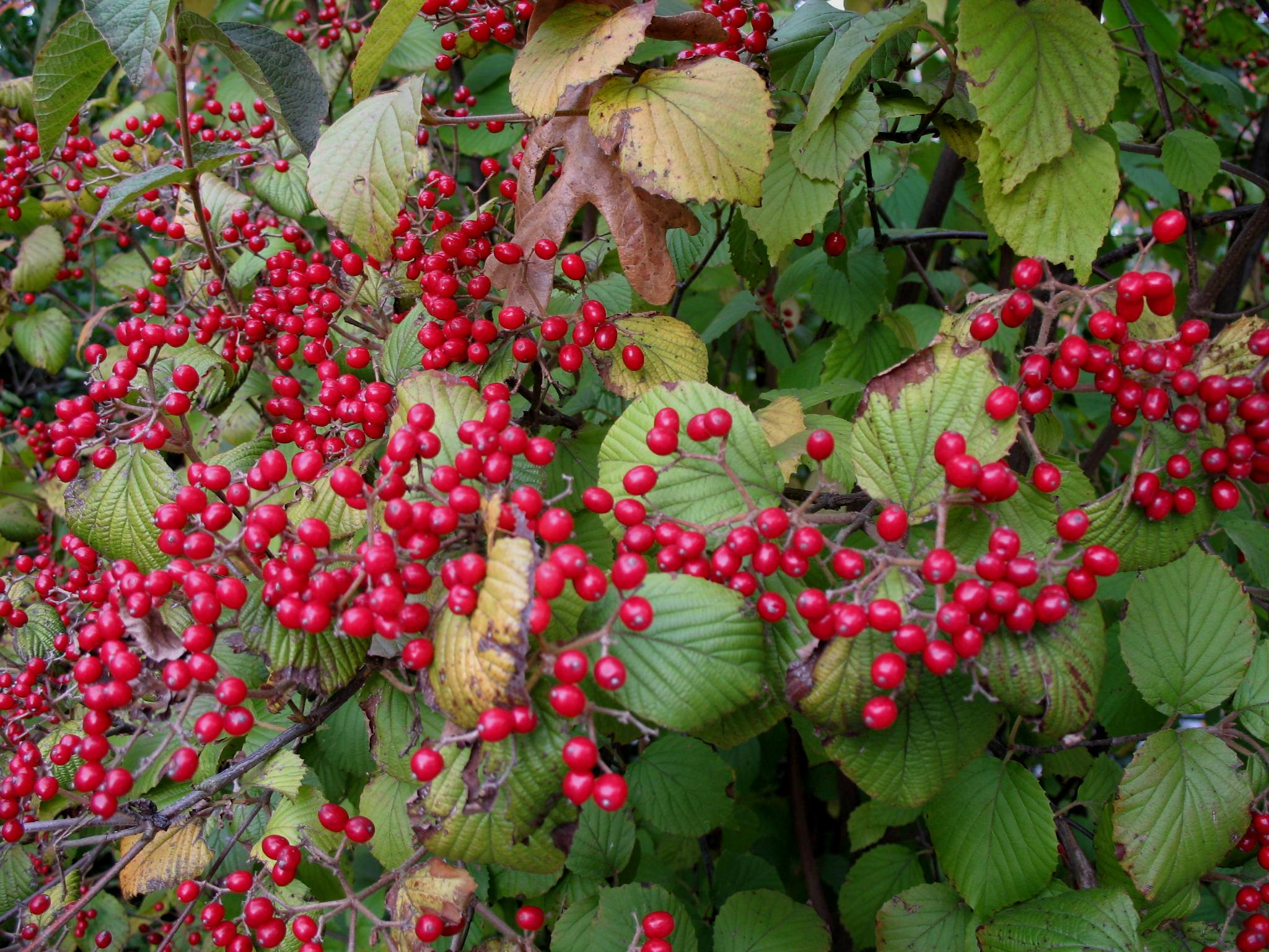 Viburnum dilatatum 'Erie' / Viburnum dilatatum 'Erie'