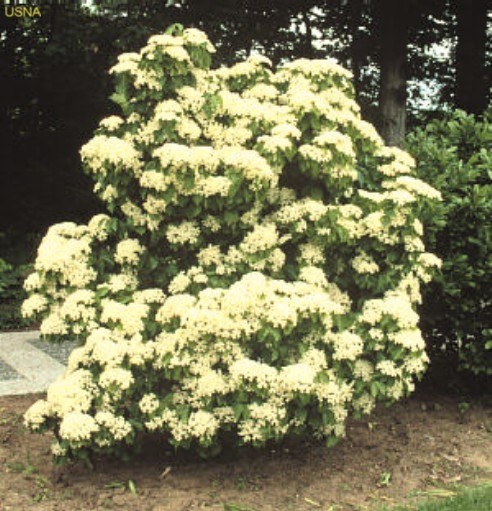 Viburnum dilatatum / Viburnum dilatatum