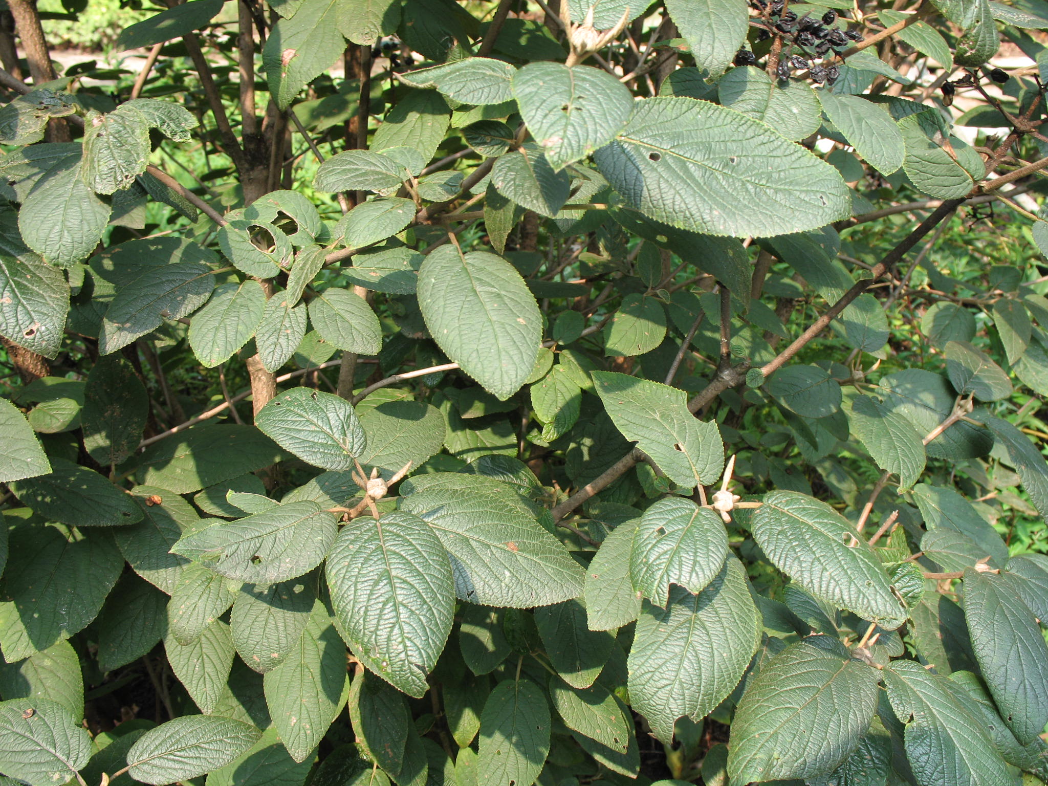 Viburnum lantana 'Mohican'   / Mohican Viburnum