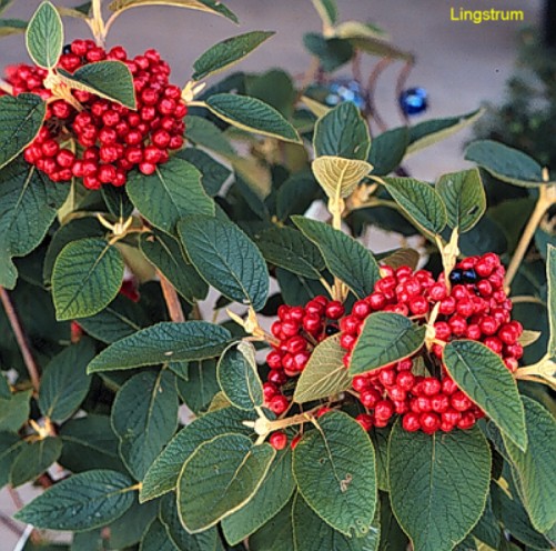 Viburnum lantana / Viburnum lantana