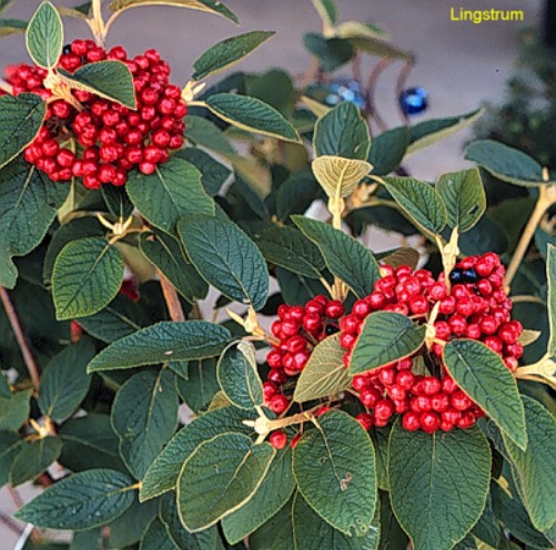 Viburnum lantana / Wayfaringtree