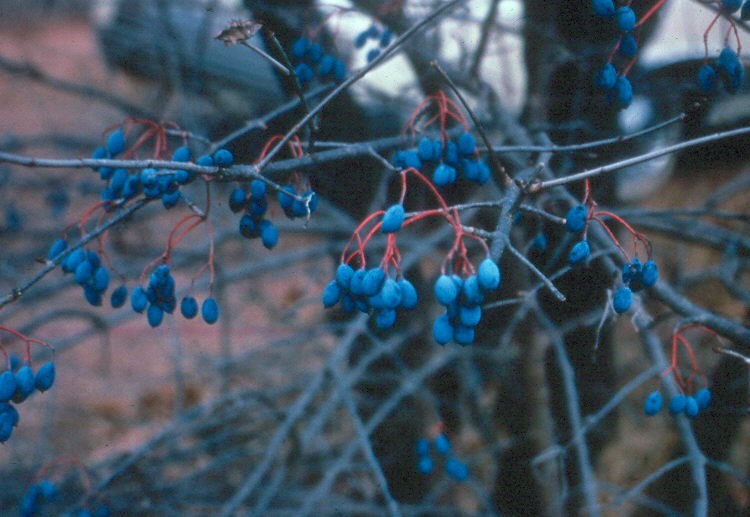 Viburnum lentago  / Nannyberry