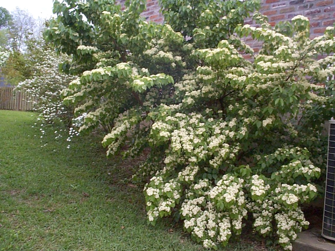 Viburnum luzonicum  / Viburnum luzonicum 