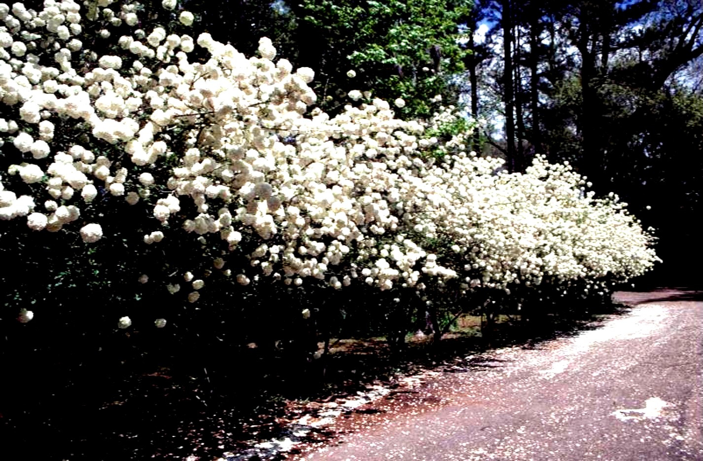 Viburnum macrocephalum 'Sterile' / Chinese Snowball