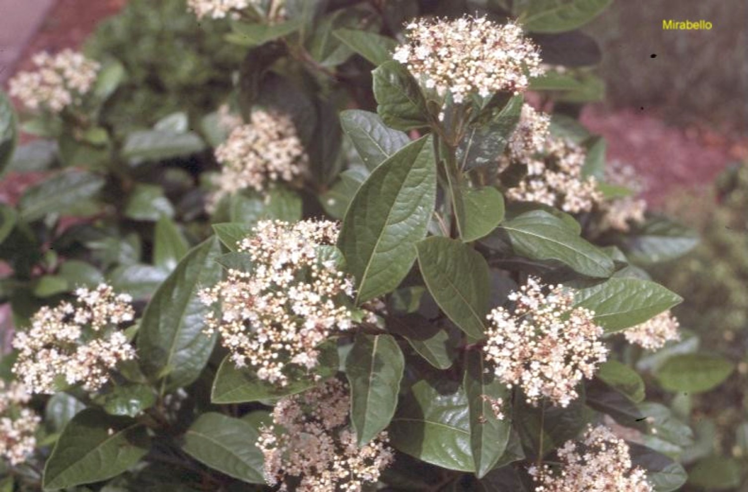 Viburnum nudum / Swamp Viburnum