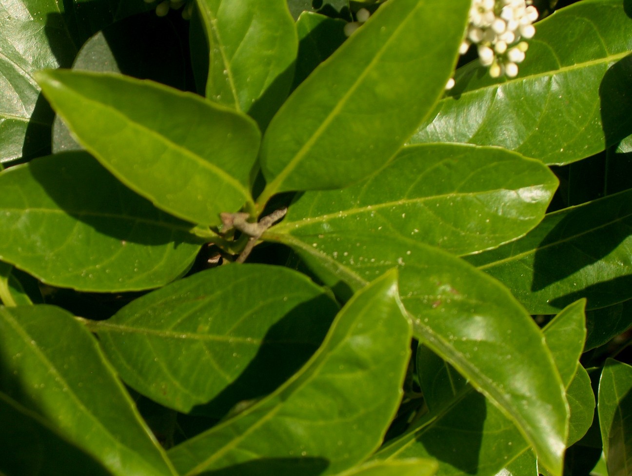 Viburnum odoratissimum / Sweet Viburnum