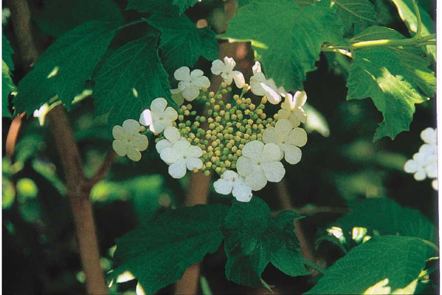 Viburnum opulus var. americanum   / American Cranberrybush