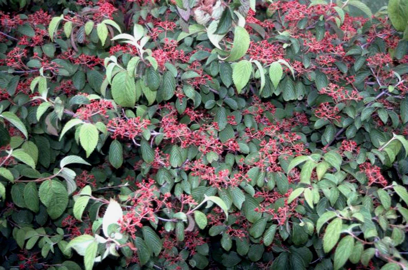 Viburnum plicatum var. tomentosum  / Viburnum plicatum var. tomentosum 