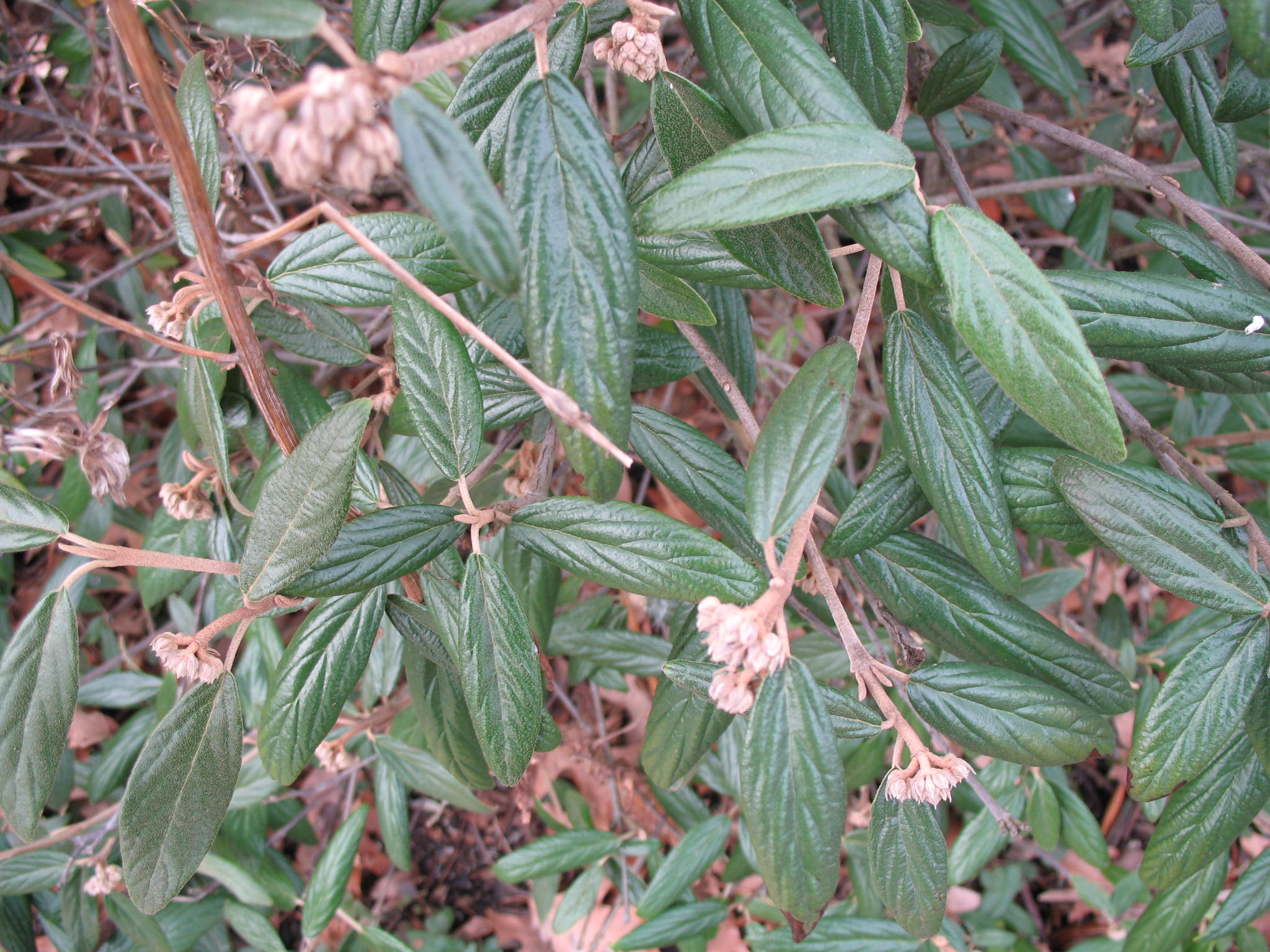 Viburnum pragensis  / Prague Viburnum