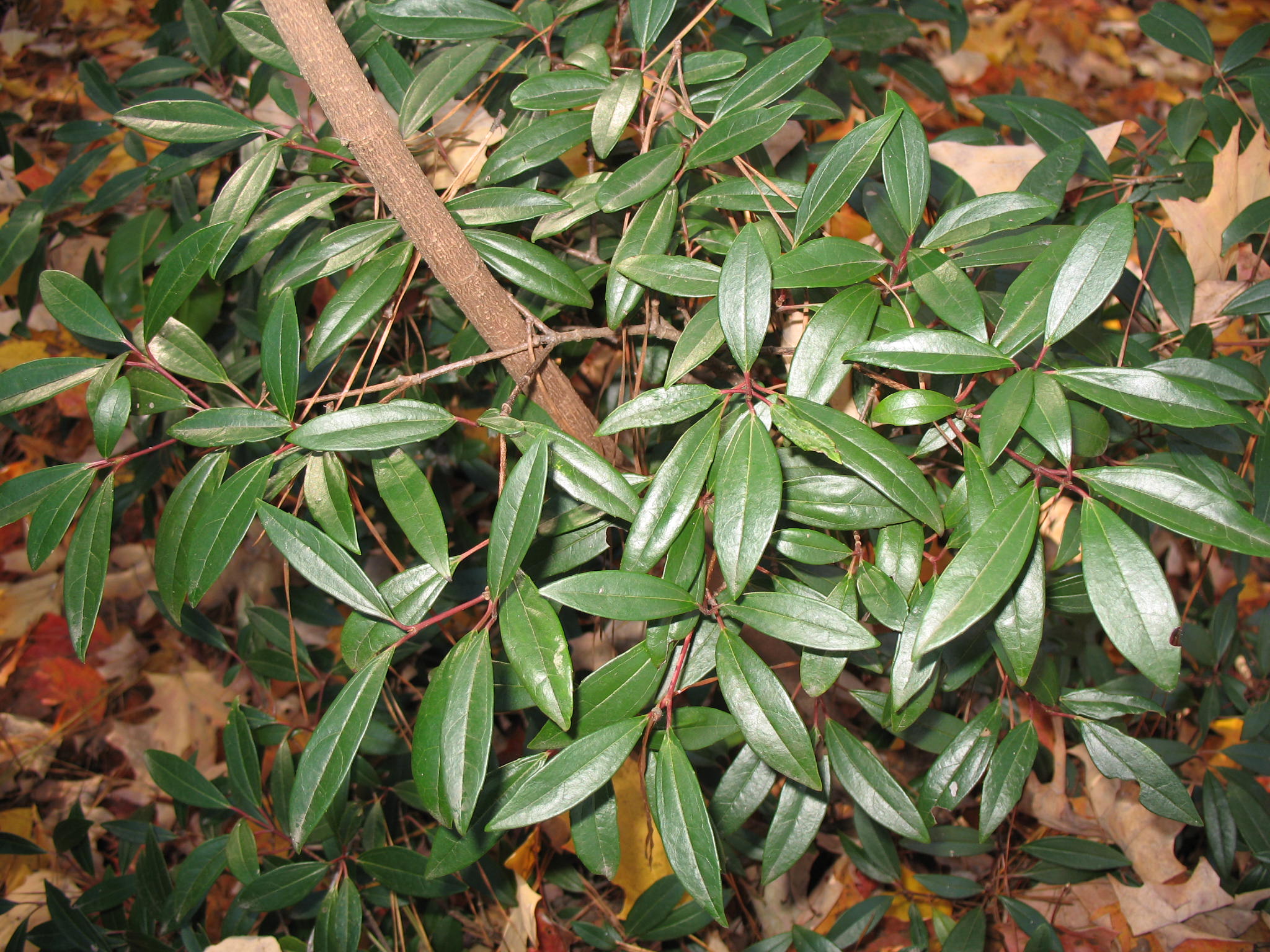 Viburnum propinquum  / Chinese Viburnum