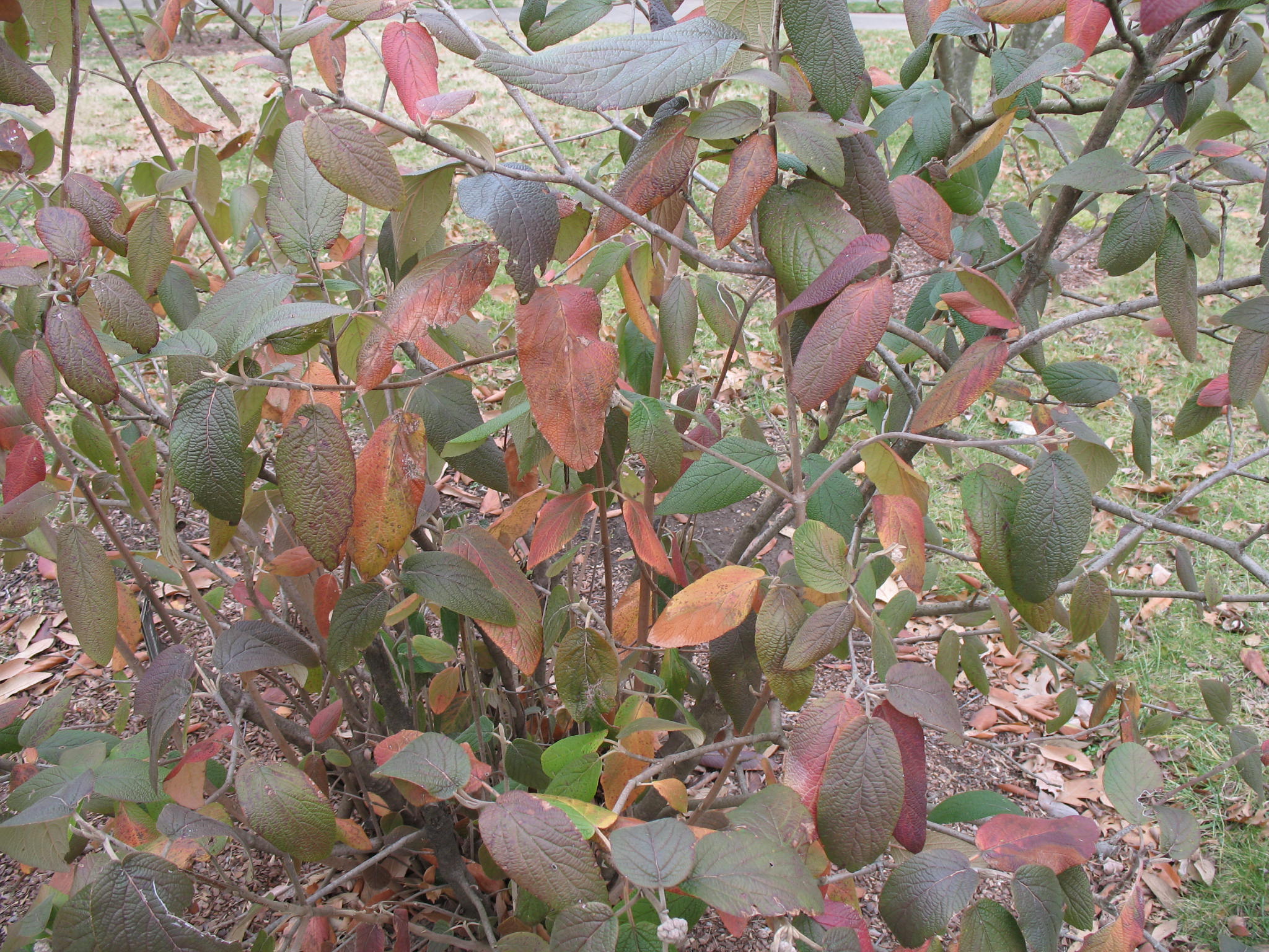 Viburnum rhytidophylloides / Viburnum rhytidophylloides