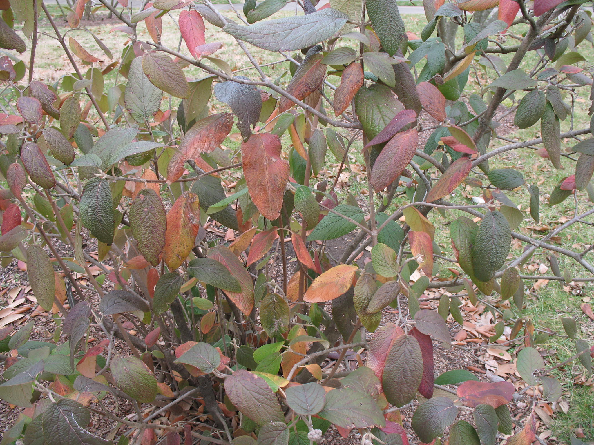 Viburnum rhytidophylloides / Leatherleaf Viburnum