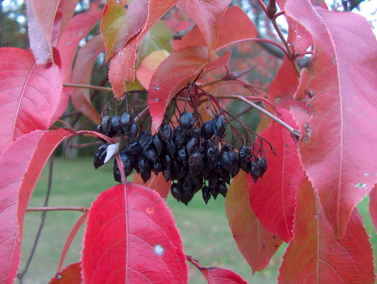 Viburnum rufidulum  / Viburnum rufidulum 