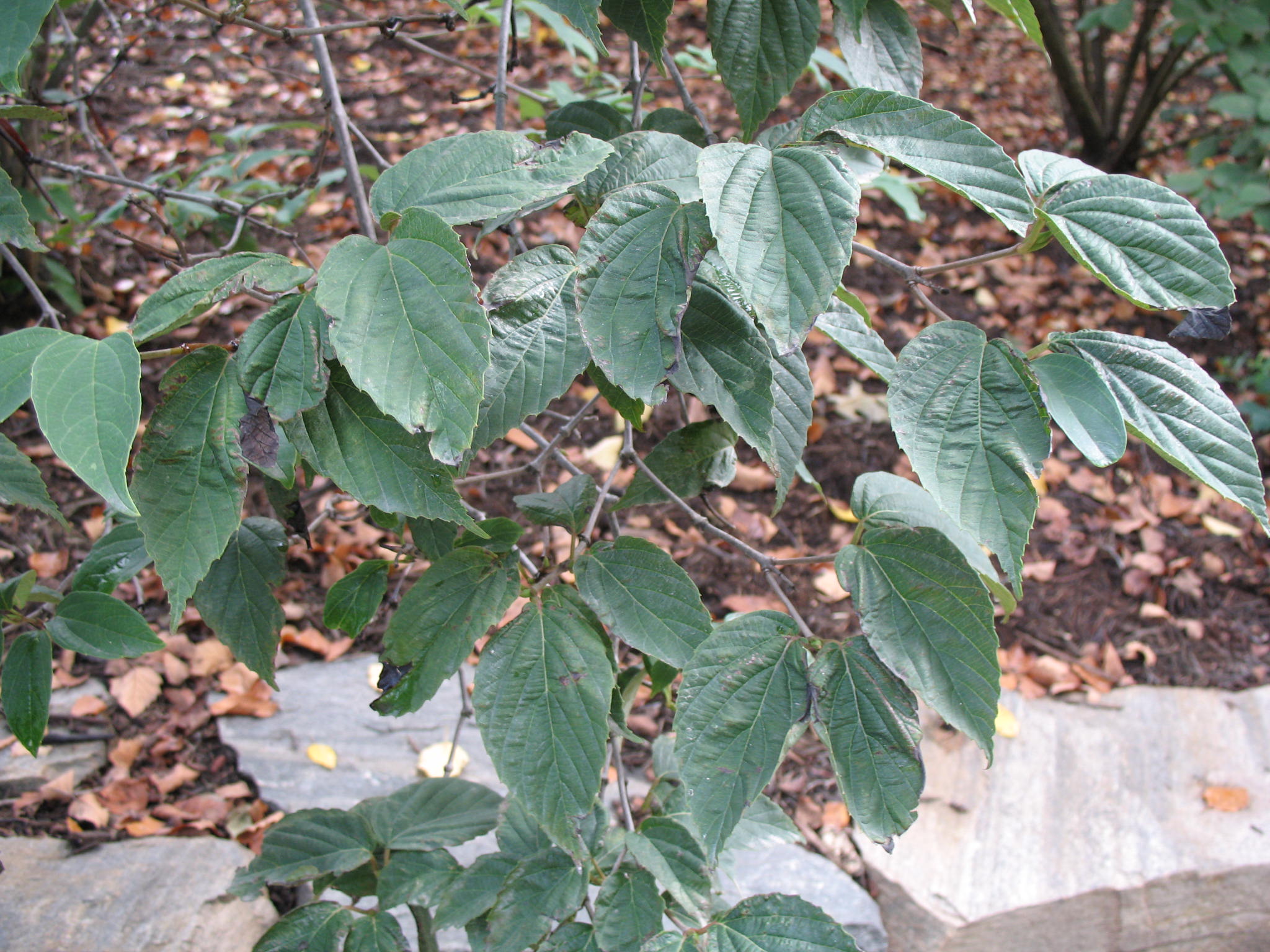 Viburnum setigerum   / Tea Viburnum