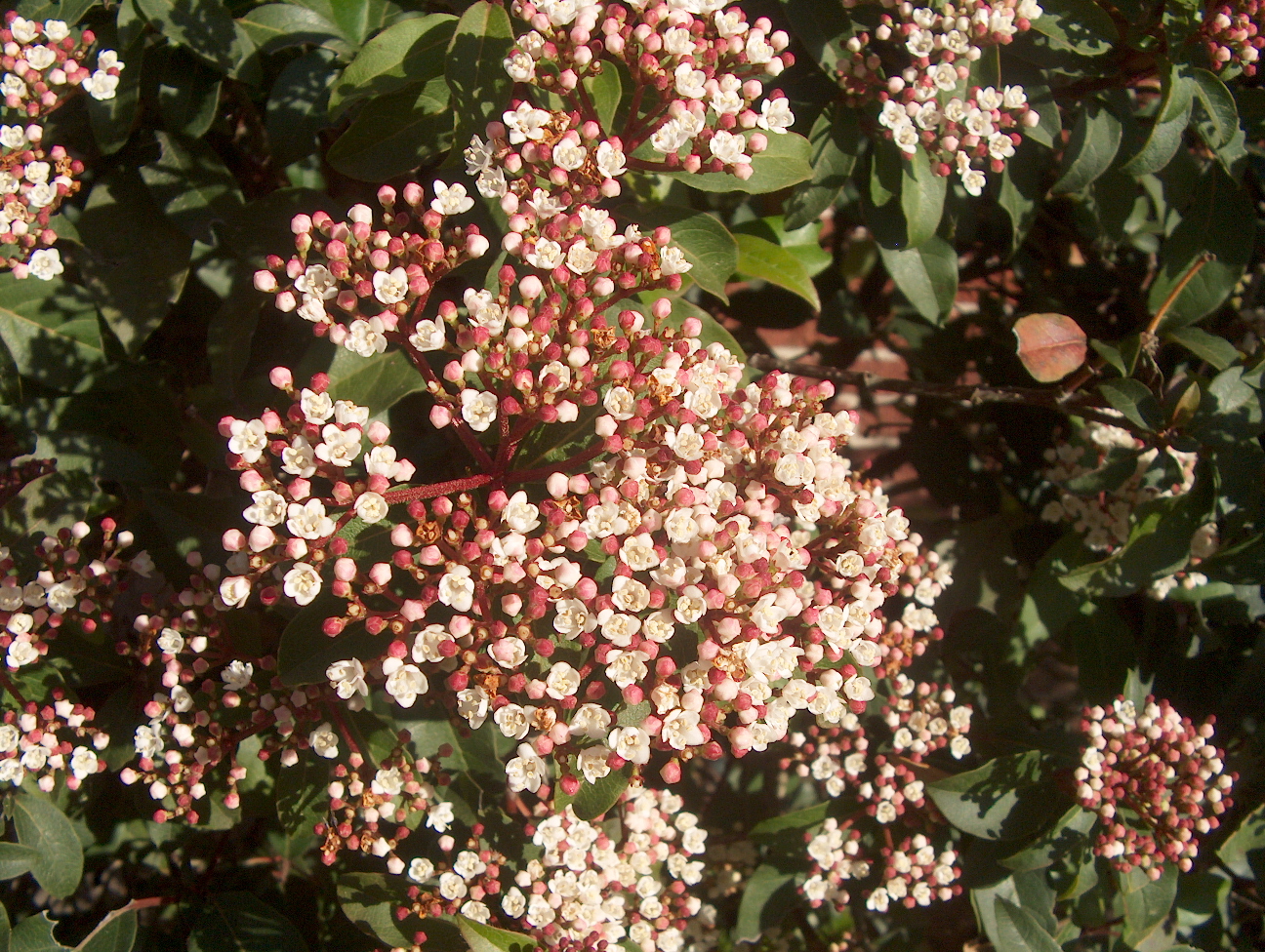 Viburnum tinus / Laurustinus Viburnum