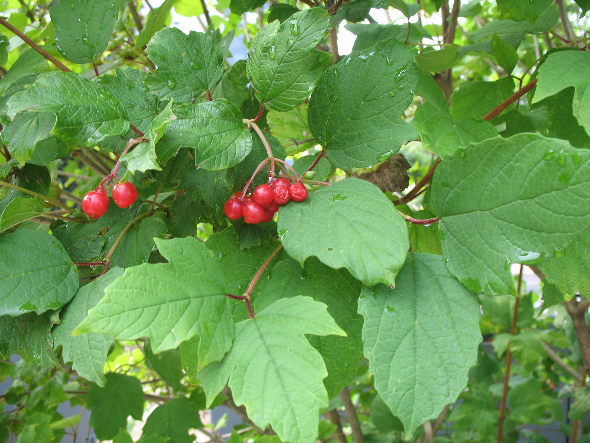 Viburnum trilobum   / American Cranberrybush Viburnum