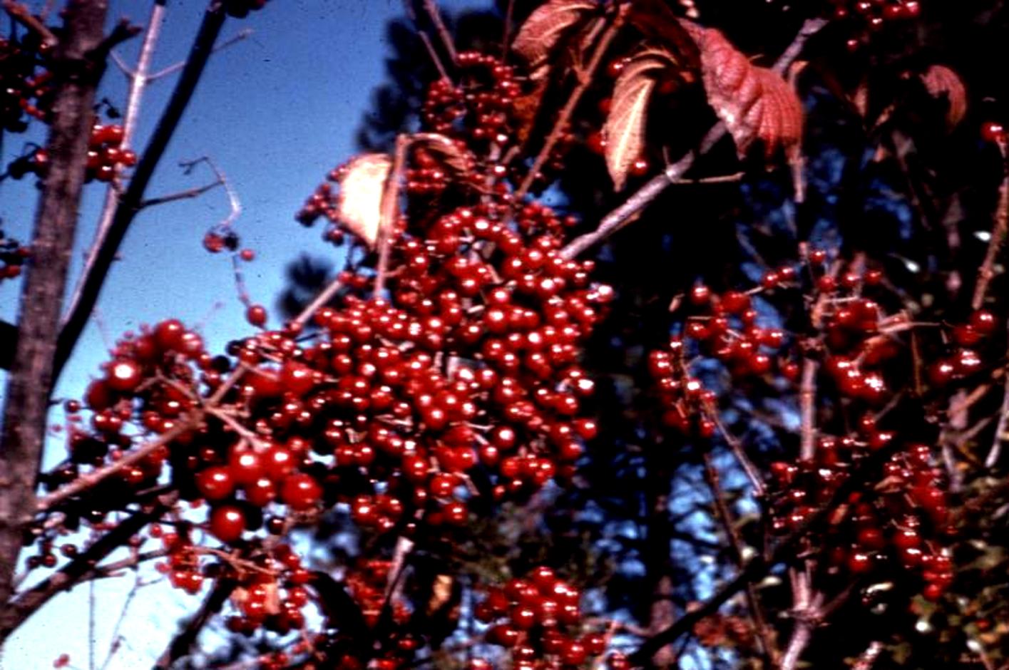 Viburnum wrightii / Viburnum wrightii