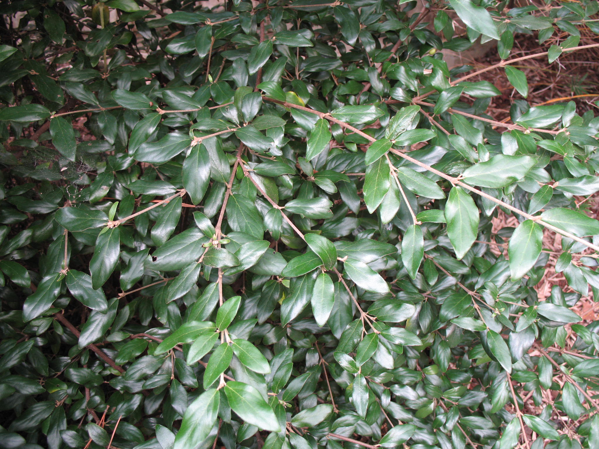 Viburnum x burkwoodii 'Conoy'   / Viburnum x burkwoodii 'Conoy'  