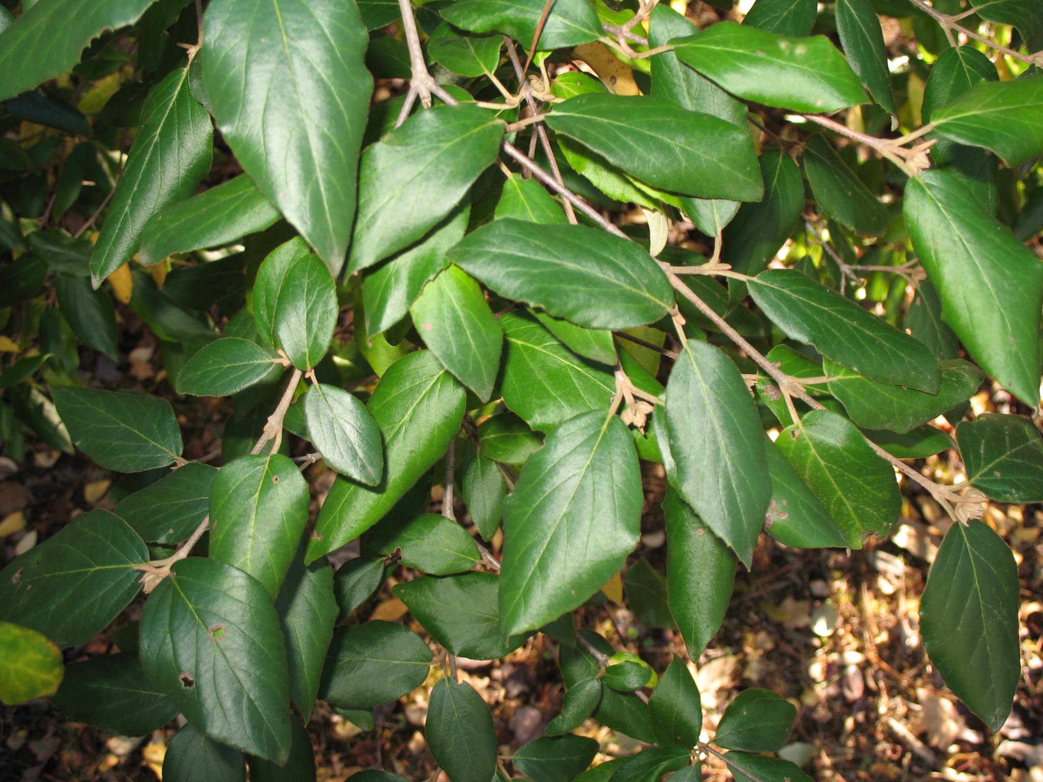 Viburnum x burkwoodii 'Park's Farm'  / Park's Farm Burkwood Viburnum