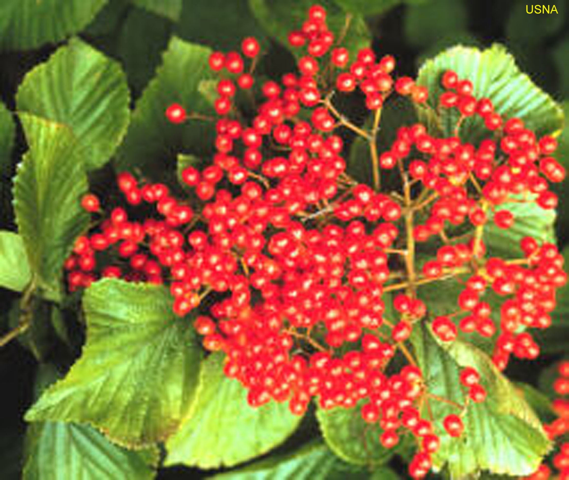 Viburnum x dilatatum 'Erie'  / Viburnum x dilatatum 'Erie' 