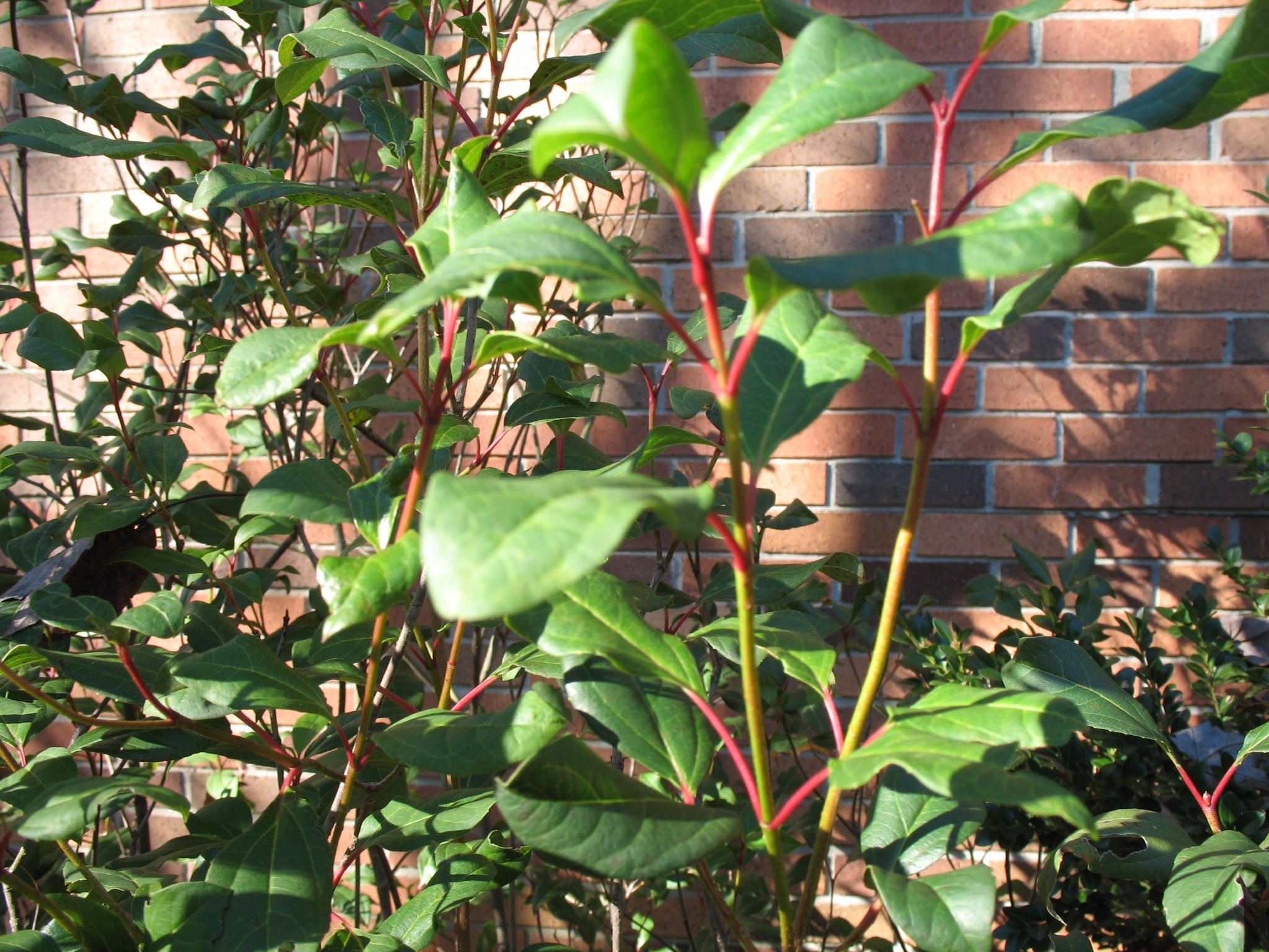 Viburnum x jermyns 'Globe'  / Viburnum x jermyns 'Globe' 