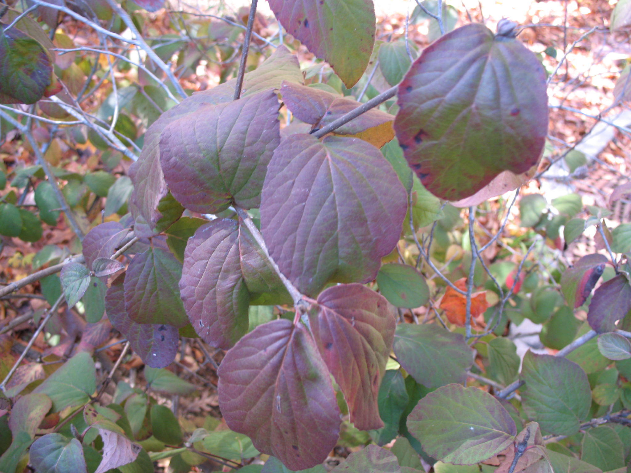 Viburnum x juddii  / Judd viburnum