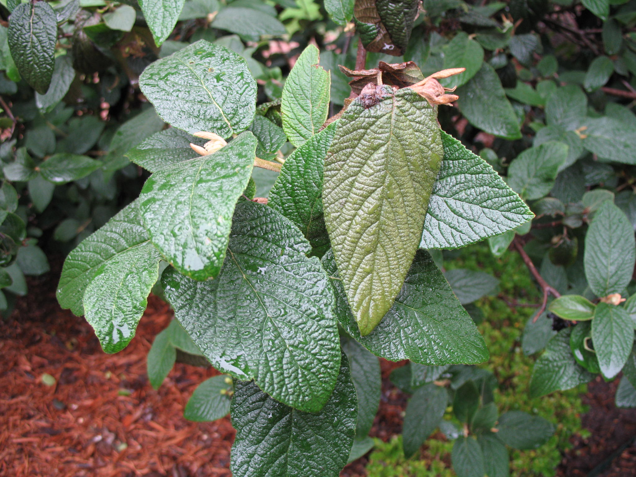 Viburnum x rhytidophylloides 'Willowwood'  / Lantanaphyllum Viburnum
