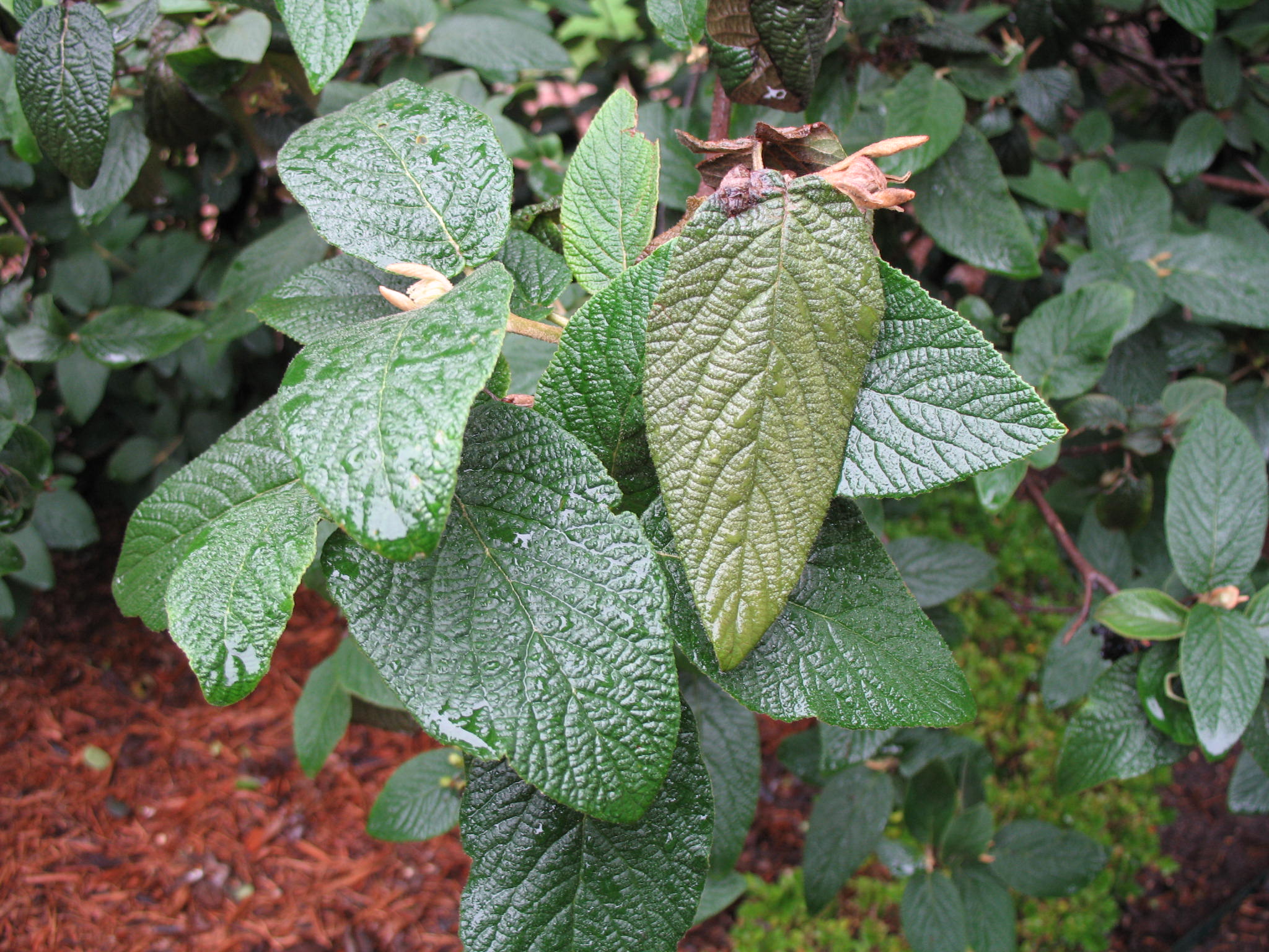 Viburnum x rhytidophylloides 'Willowwood'  / Viburnum x rhytidophylloides 'Willowwood' 