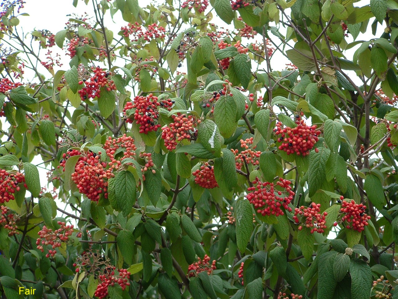Viburnum x rhytidophylloides  / Viburnum x rhytidophylloides 