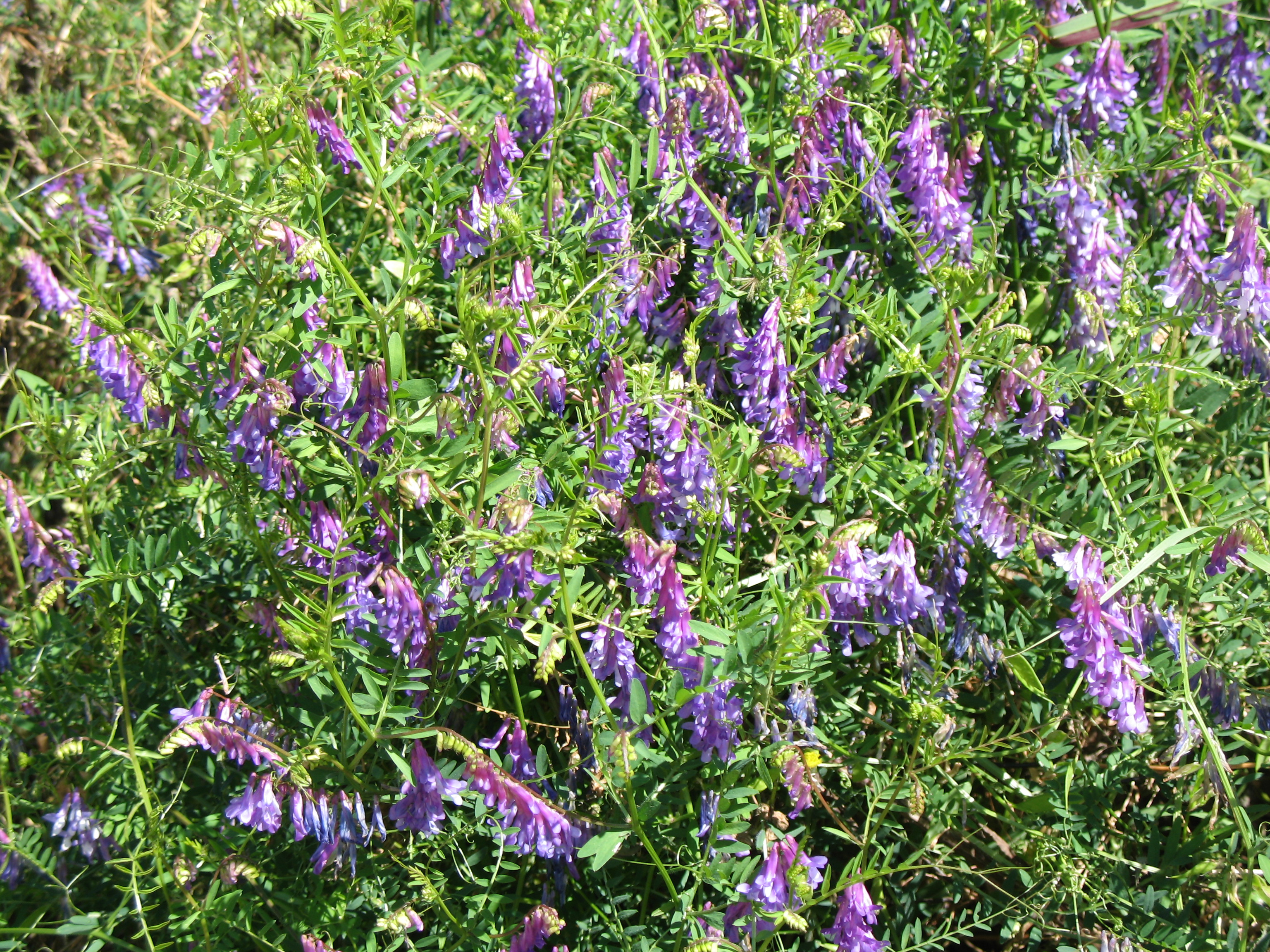 Vicia species  / Vetch