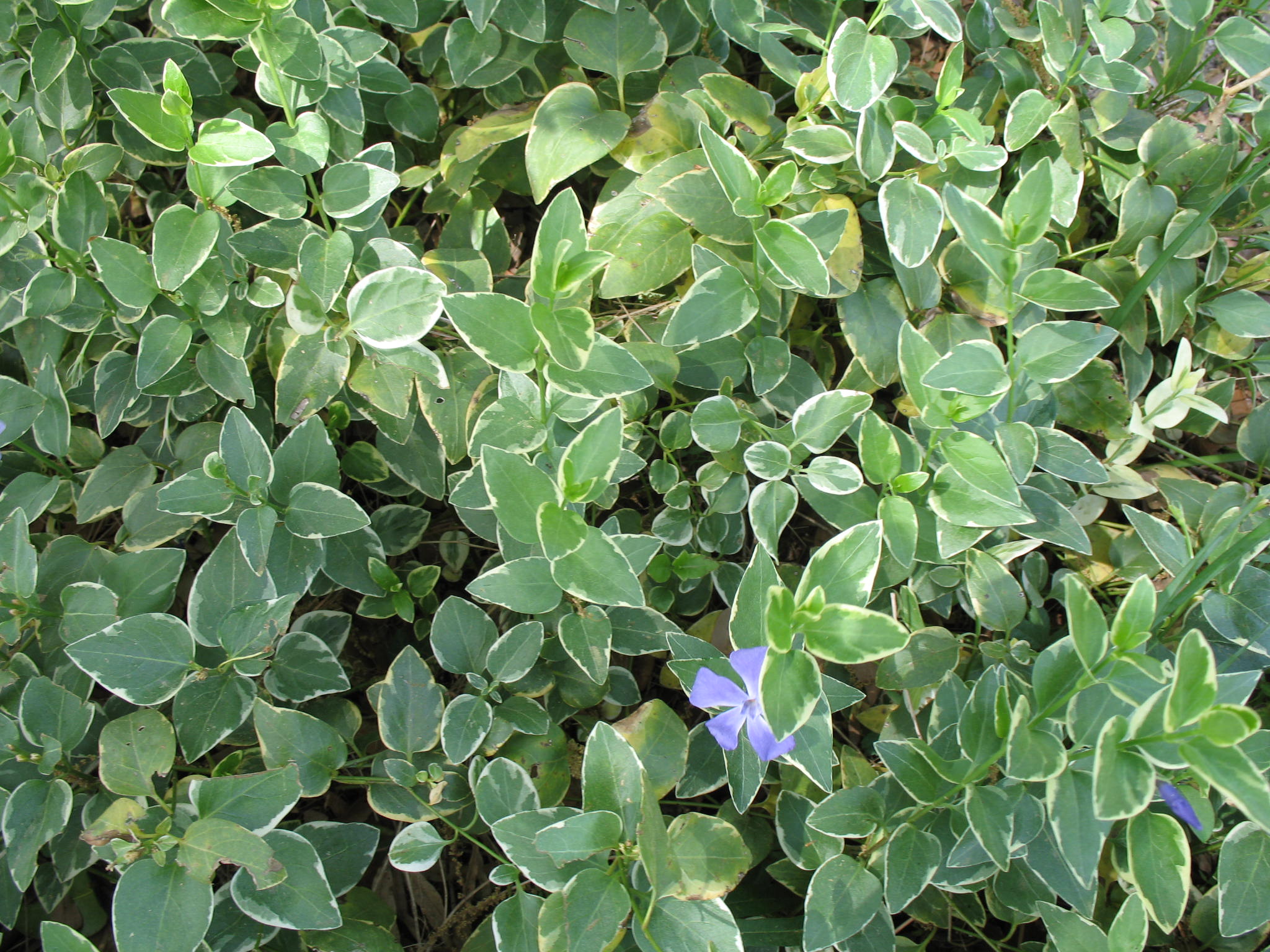 Vinca major 'Variegata'  / Vinca major 'Variegata' 